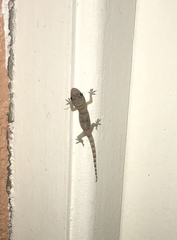 Hemidactylus mabouia