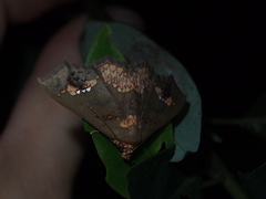 Lopharthrum comprimens