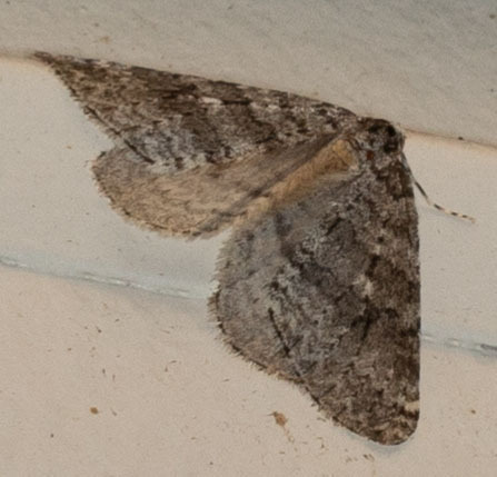 Operophtera danbyi