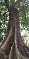 Parkia timoriana