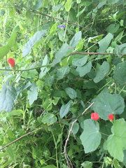 Malvaviscus arboreus drummondii