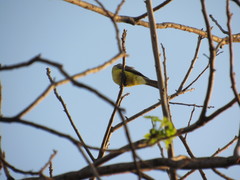 Tyrannus