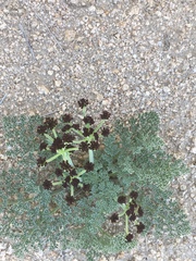 Lomatium mohavense