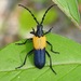 Eastern Elderberry Borer - Photo (c) Laura Gaudette, some rights reserved (CC BY), uploaded by Laura Gaudette