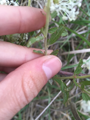 Ceanothus americanus