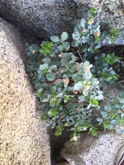 Ericameria cuneata