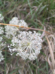 Ceanothus americanus