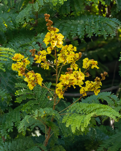 Peltophorum pterocarpum