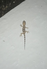 Hemidactylus mabouia