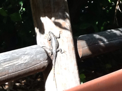 Sceloporus occidentalis