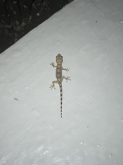 Hemidactylus mabouia