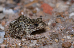 Crawfish Frog photo 4