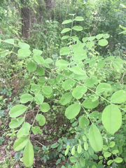 Styphnolobium affine