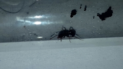 Poneracantha triangularis