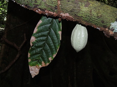 Theobroma cacao image