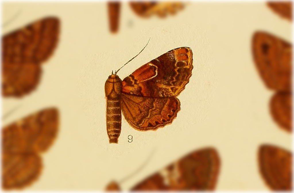Metria subvaria