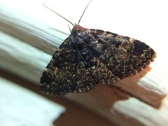 Metalectra diabolica