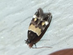 Triclonella determinatella