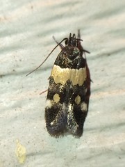 Triclonella determinatella