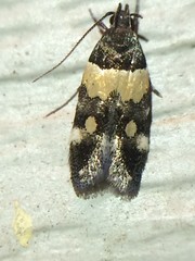 Triclonella determinatella