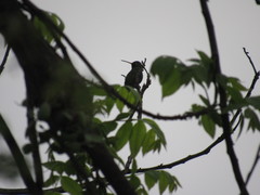 Cynanthus latirostris