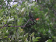 Cynanthus latirostris