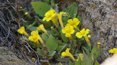 Erythranthe floribunda