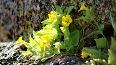 Erythranthe floribunda