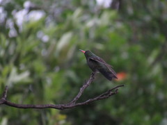 Cynanthus latirostris