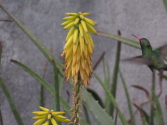 Cynanthus latirostris