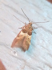 Theisoa constrictella