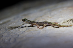 Supramonte Cave Salamander photo 2