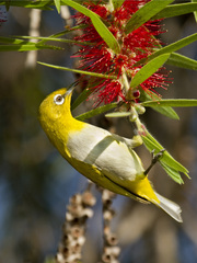 Lemon-Bellied White-Eye photo 2