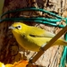 Lemon-bellied White-Eye - Photo (c) Arno Meintjes, some rights reserved (CC BY-NC-SA)