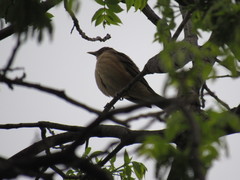 Turdus grayi