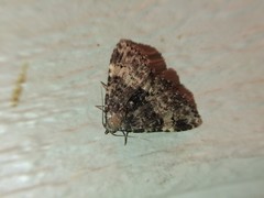 Metalectra diabolica