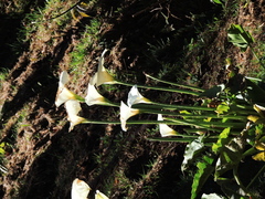 Zantedeschia aethiopica image