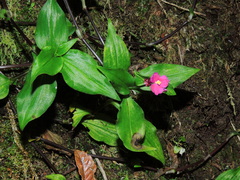 Tradescantia poelliae image