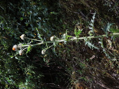 Cirsium subcoriaceum image