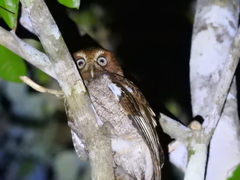 Megascops guatemalae