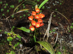 Elleanthus aurantiacus image