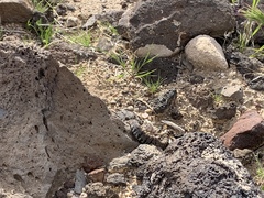 Crotalus stephensi