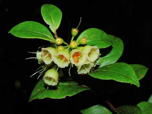 Vaccinium poasanum image