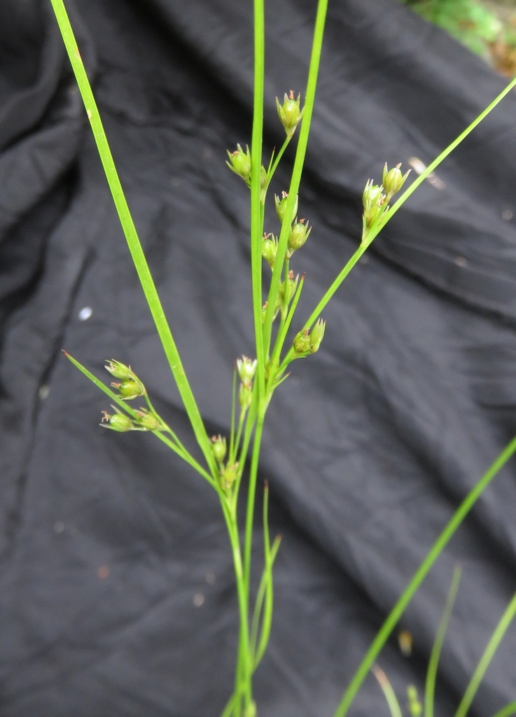 Slender Path Rush from 30122 Les Plantiers, France on June 8, 2022 at ...