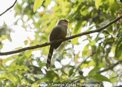 Coccyzus longirostris