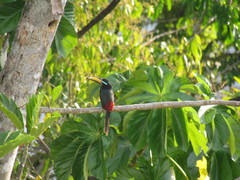 Pteroglossus inscriptus