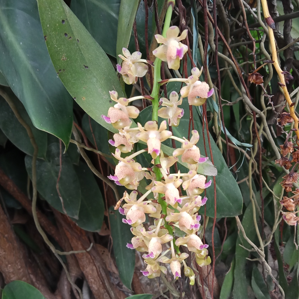Aerides quinquevulnera
