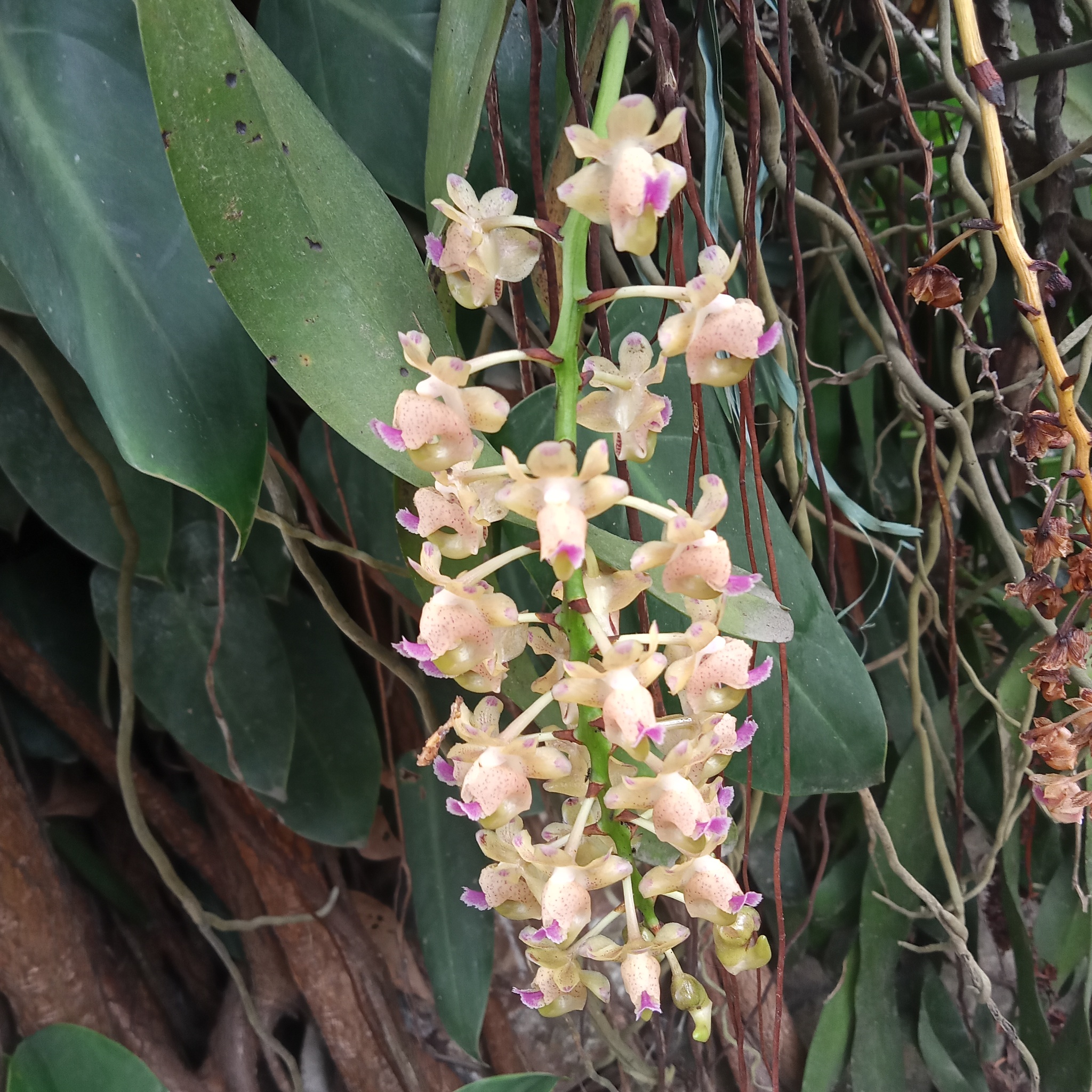 Aerides quinquevulnera Lindl.