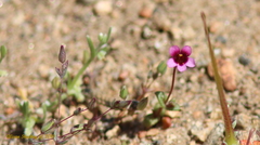 Erythranthe androsacea