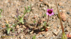 Erythranthe androsacea